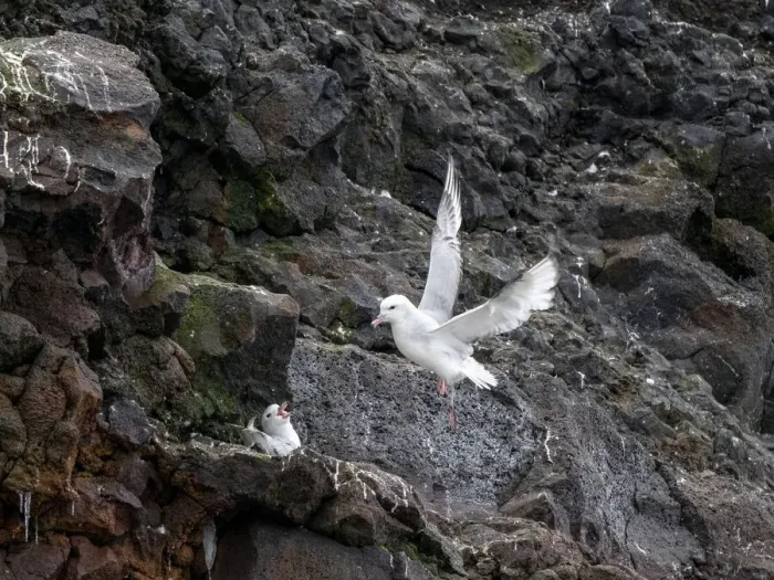 Framed Print : A pair of adult southern fulmars (Fulmarus glacialoides), on nest at Peter I Island in the Bellingshausen Sea, Antarctica, Polar Regions Framed Print : A pair of adult southern fulmars (Fulmarus glacialoides), on nest at Peter I Island in the Bellingshausen Sea, Antarctica, Polar Regions