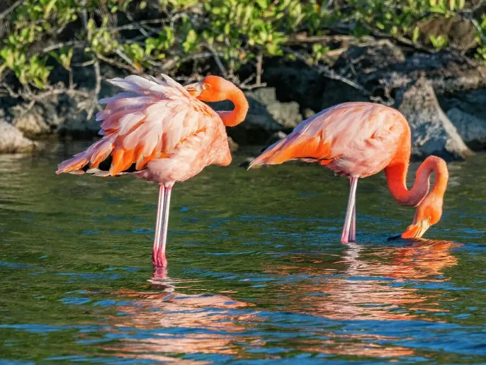 Framed Print : A pair of American flamingo (Phoenicopterus ruber) feeding on artesmia shrimp, Rabida Island, Galapagos Islands, UNESCO World Heritage Site, Ecuador, South America Framed Print : A pair of American flamingo (Phoenicopterus ruber) feeding on artesmia shrimp, Rabida Island, Galapagos Islands, UNESCO World Heritage Site, Ecuador, South America