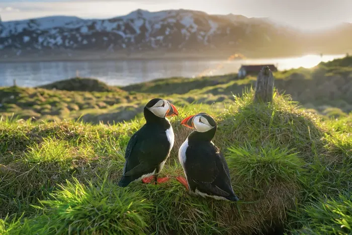 Framed Print : A pair of Atlantic Puffins (Fratercula arctica), on a hilltop in Borgarfjaroarhofn, Iceland, Polar Regions Framed Print : A pair of Atlantic Puffins (Fratercula arctica), on a hilltop in Borgarfjaroarhofn, Iceland, Polar Regions