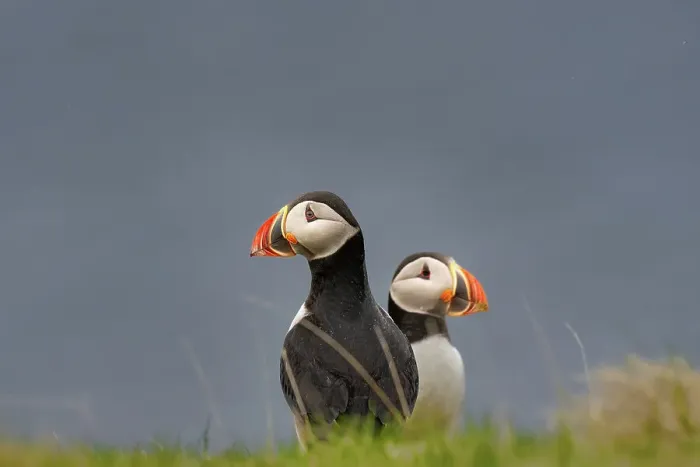 Framed Print : A pair of Atlantic Puffins (Fratercula arctica), on a cliff edge in Westman Islands, Iceland, Polar Regions Framed Print : A pair of Atlantic Puffins (Fratercula arctica), on a cliff edge in Westman Islands, Iceland, Polar Regions
