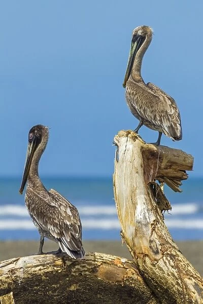Pair of Brown Pelicans (Pelecanus occidentalis) perched at the Nosara River mouth, Nosara, Guanacaste Province, Costa Rica, Central America