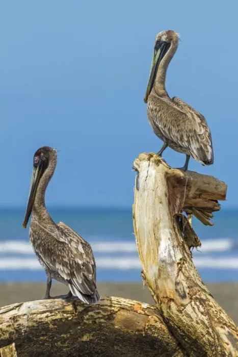 Framed Print : Pair of Brown Pelicans (Pelecanus occidentalis) perched at the Nosara River mouth, Nosara, Guanacaste Province, Costa Rica, Central America Framed Print : Pair of Brown Pelicans (Pelecanus occidentalis) perched at the Nosara River mouth, Nosara, Guanacaste Province, Costa Rica, Central America