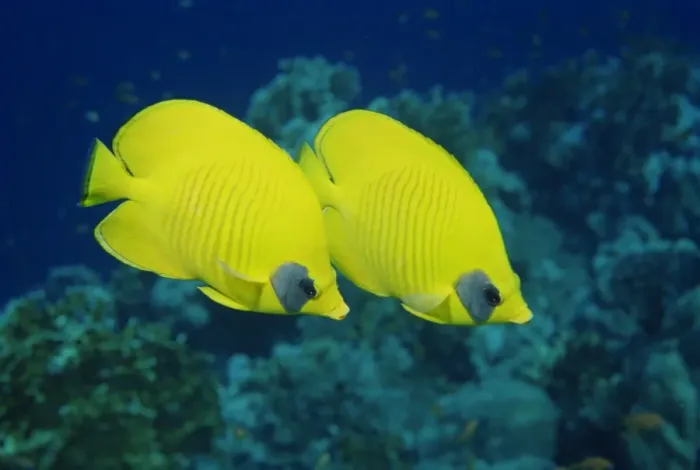 Framed Print : Pair of butterfly fish (Chaetodon Senilarvatus) Framed Print : Pair of butterfly fish (Chaetodon Senilarvatus)