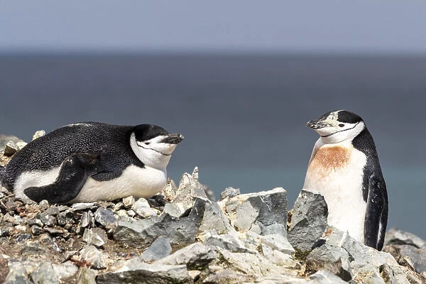 A pair of chinstrap penguins (Pygoscelis antarcticus), on Robert Island
