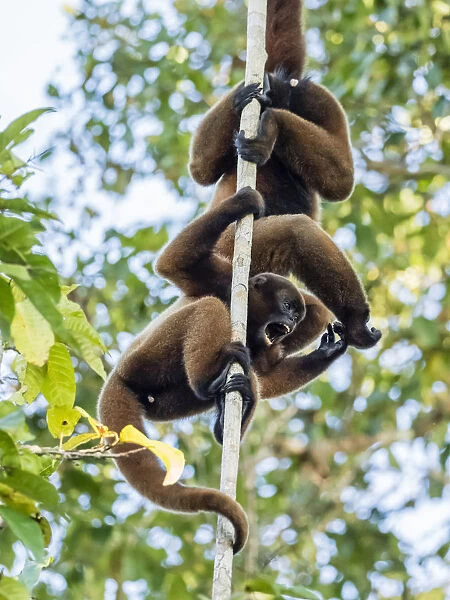 A pair of common woolly monkeys (Lagothrix lagothricha), mock fighting on the Yarapa