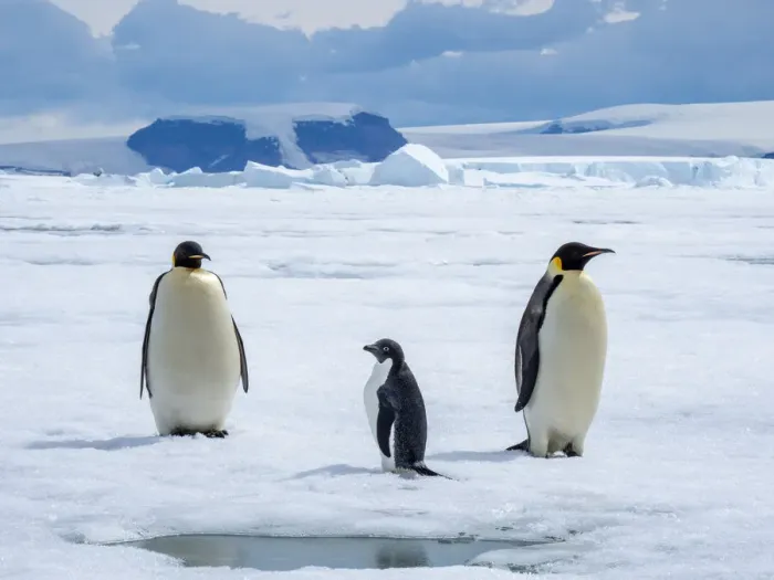 Framed Print : A pair of emperor penguins (Aptenodytes forsteri), with an Adelie penguin near Snow Hill Island, Weddell Sea, Antarctica, Polar Regions Framed Print : A pair of emperor penguins (Aptenodytes forsteri), with an Adelie penguin near Snow Hill Island, Weddell Sea, Antarctica, Polar Regions