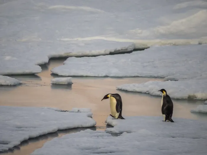 Framed Print : A pair of emperor penguins (Aptenodytes forsteri), crossing the ice near Snow Hill Island, Weddell Sea, Antarctica, Polar Regions Framed Print : A pair of emperor penguins (Aptenodytes forsteri), crossing the ice near Snow Hill Island, Weddell Sea, Antarctica, Polar Regions