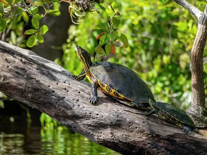 Framed Print : A pair of Mesoamerican sliders (Trachemys venusta), on New River near Lamanai, Belize Framed Print : A pair of Mesoamerican sliders (Trachemys venusta), on New River near Lamanai, Belize