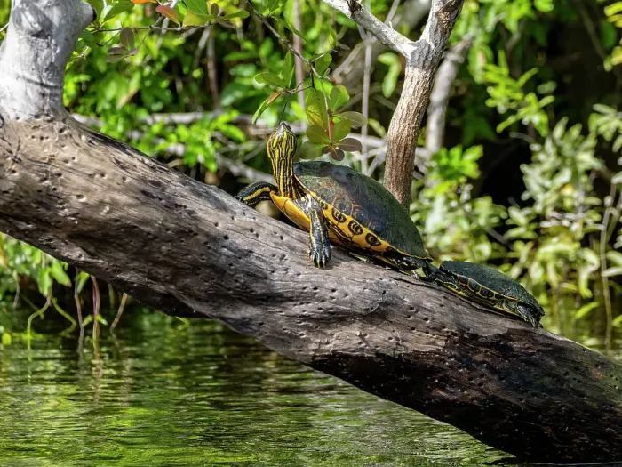 Framed Print : A pair of Mesoamerican sliders (Trachemys venusta), on New River near Lamanai, Belize Framed Print : A pair of Mesoamerican sliders (Trachemys venusta), on New River near Lamanai, Belize