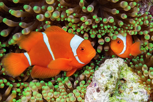 A pair of spine-cheek clownfish (Amphiprion biaculeatus), tucked into an anemone off Wohof Island, Raja Ampat, Indonesia, Southeast Asia