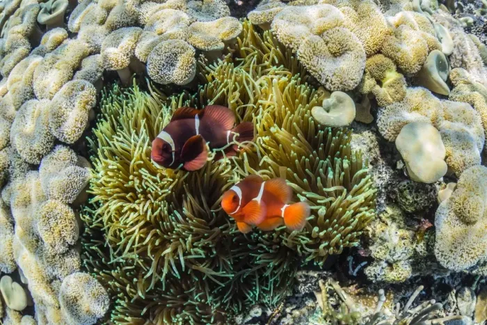 Framed Print : A pair of spinecheek anemonefish (Premnas biaculeatus), Sebayur Island, Komodo Island National Park, Indonesia, Southeast Asia, Asia Framed Print : A pair of spinecheek anemonefish (Premnas biaculeatus), Sebayur Island, Komodo Island National Park, Indonesia, Southeast Asia, Asia