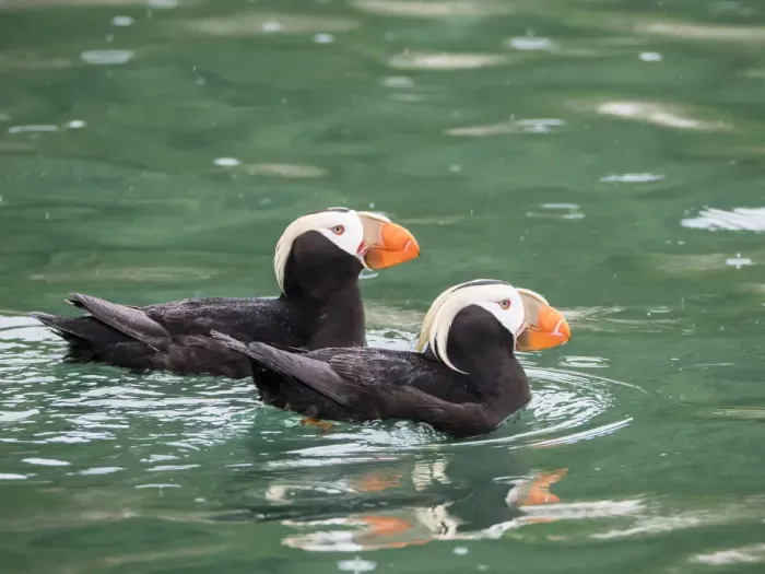 Framed Print : A pair of tufted puffins (Fratercula cirrhata), South Marble Island, Glacier Bay National Framed Print : A pair of tufted puffins (Fratercula cirrhata), South Marble Island, Glacier Bay National