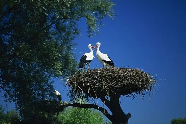 Pair of white storks (ciconia ciconia) on nest, Hunawihr, Haut-Rhin, Alsace