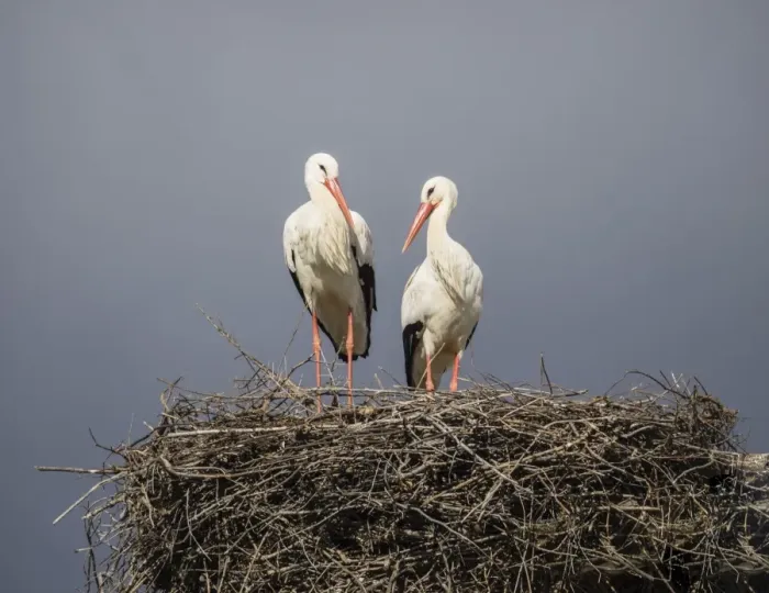 Framed Print : Pair of white storks on nest, Silves, Algarve, Portugal, Europe Framed Print : Pair of white storks on nest, Silves, Algarve, Portugal, Europe