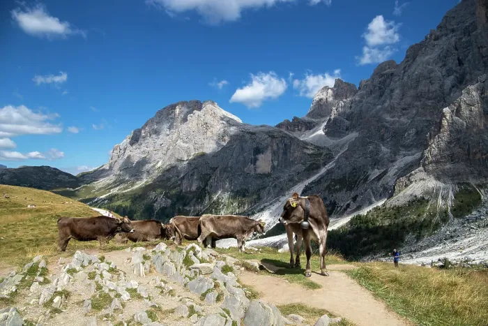 Framed Print : Pale di San Martino, Paneveggio Natural Park, Passo Rolle, Dolomites, Trentino, Italy, Europe Framed Print : Pale di San Martino, Paneveggio Natural Park, Passo Rolle, Dolomites, Trentino, Italy, Europe