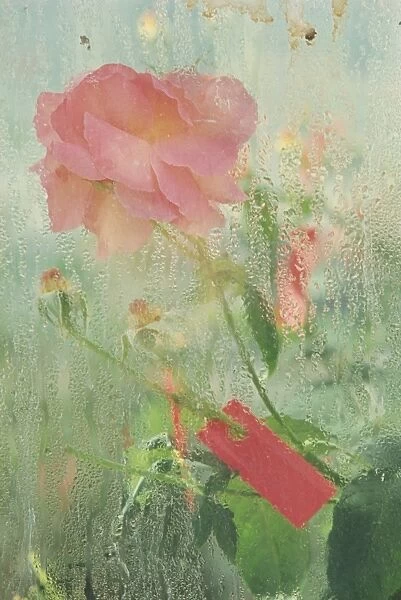 Pale salmon pink rose against a window pane with heavy condensation