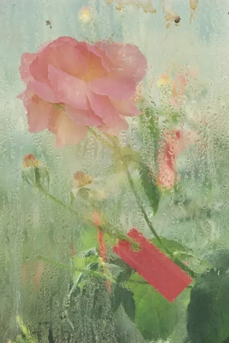 Framed Print : Pale salmon pink rose against a window pane with heavy condensation Framed Print : Pale salmon pink rose against a window pane with heavy condensation
