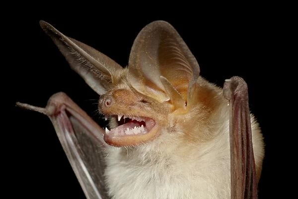 Pallid bat (Antrozous pallidus) in captivity, Hidalgo County, New Mexico, United States of America, North America