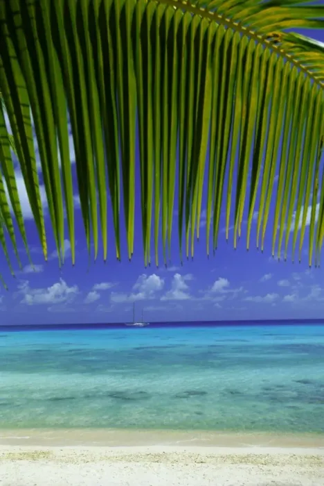Framed Print : Palm frond and beach