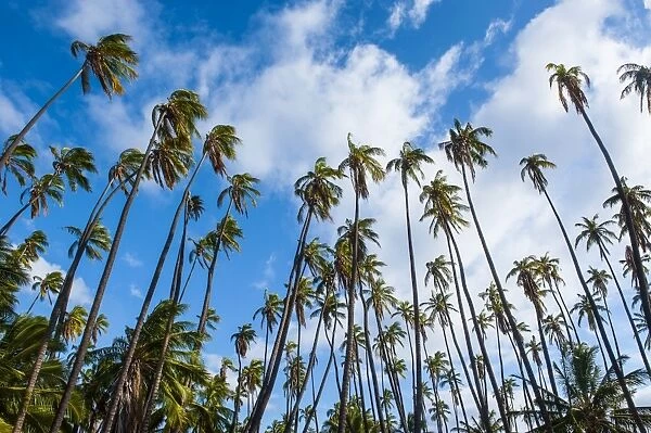 Palm grove in Kaunakakai, island of Molokai, Hawaii, United States of America, Pacific