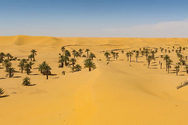 Palm grove in the sanddunes, near Timimoun, western Algeria, North Africa, Africa