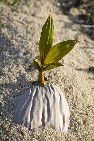 Palm growing from coconut, Placencia, Belize, Central America