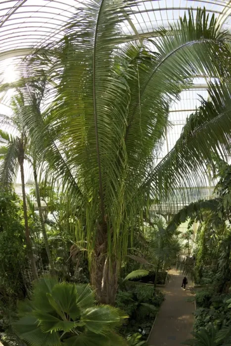 Framed Print : Palm House interior, Royal Botanic Gardens, Kew, UNESCO World Heritage Site, London, England, United Kingdom, Europe Framed Print : Palm House interior, Royal Botanic Gardens, Kew, UNESCO World Heritage Site, London, England, United Kingdom, Europe