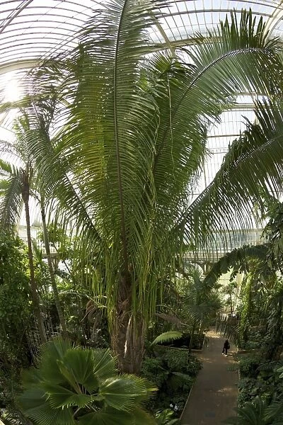 Palm House interior, Royal Botanic Gardens, Kew, UNESCO World Heritage Site, London, England, United Kingdom, Europe