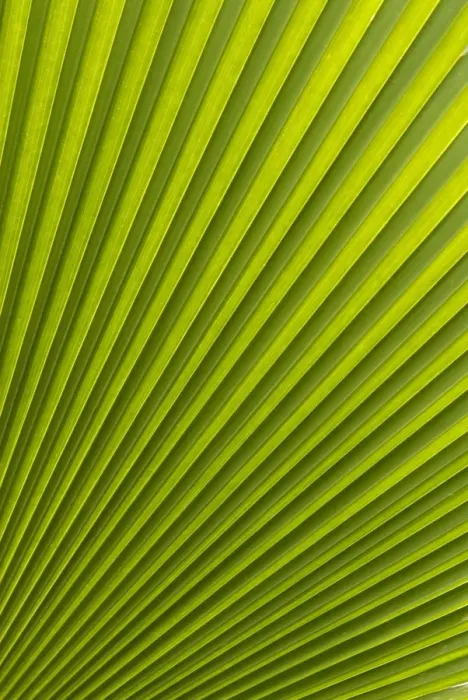 Framed Print : Palm leaf, Botanical Gardens, Georgetown, Penang, Malaysia, Southeast Asia, Asia Framed Print : Palm leaf, Botanical Gardens, Georgetown, Penang, Malaysia, Southeast Asia, Asia