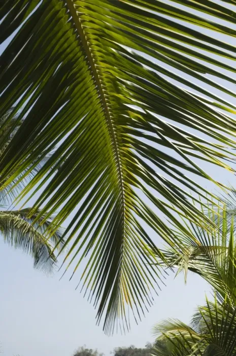 Framed Print : Palm leaf, Nicoya Pennisula, Costa Rica Framed Print : Palm leaf, Nicoya Pennisula, Costa Rica