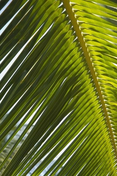 Palm leaf, Nicoya Pennisula, Costa Rica
