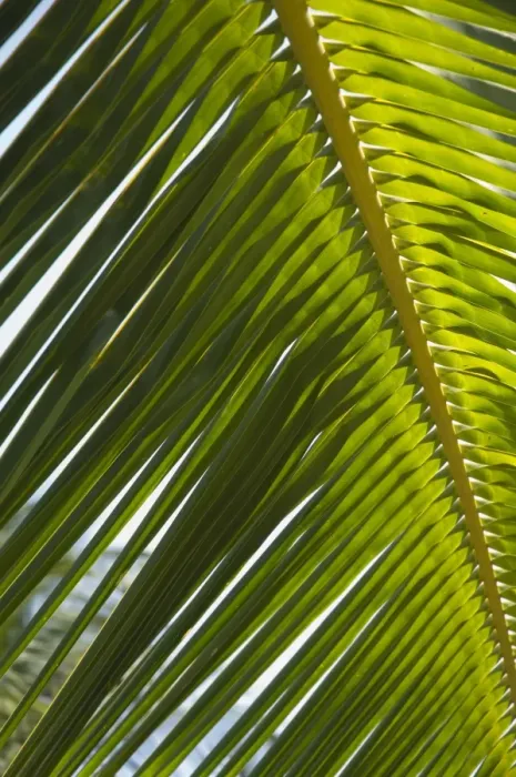 Framed Print : Palm leaf, Nicoya Pennisula, Costa Rica Framed Print : Palm leaf, Nicoya Pennisula, Costa Rica