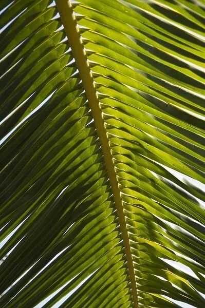 Palm leaf, Nicoya Pennisula, Costa Rica, Central America