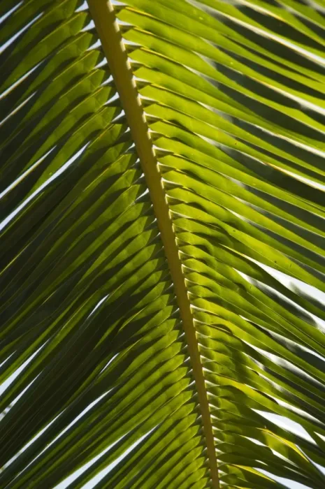 Framed Print : Palm leaf, Nicoya Pennisula, Costa Rica, Central America Framed Print : Palm leaf, Nicoya Pennisula, Costa Rica, Central America
