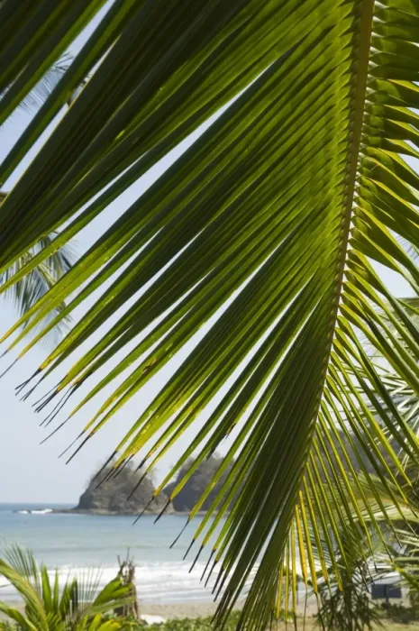 Framed Print : Palm leaf, Nicoya Pennisula, Costa Rica, Central America Framed Print : Palm leaf, Nicoya Pennisula, Costa Rica, Central America
