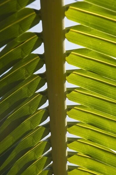 Palm leaf, Nicoya Pennisula, Costa Rica, Central America