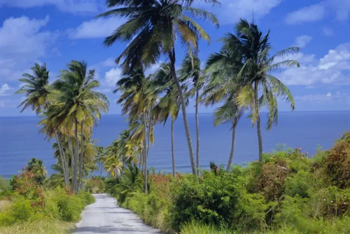 Framed Print : Palm lined road to Bathsheba, Barbados, West Indies, Caribbean, Central America Framed Print : Palm lined road to Bathsheba, Barbados, West Indies, Caribbean, Central America