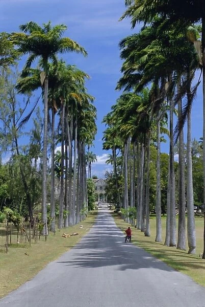 Palm lined road to Bathsheba, Barbados, West Indies, Caribbean, Central America