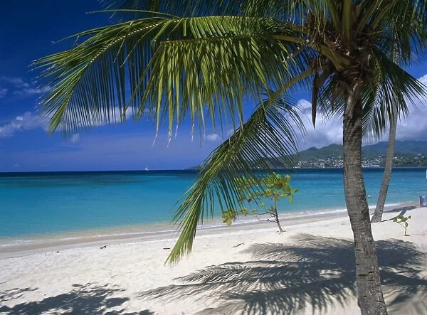 Palm tee and beach