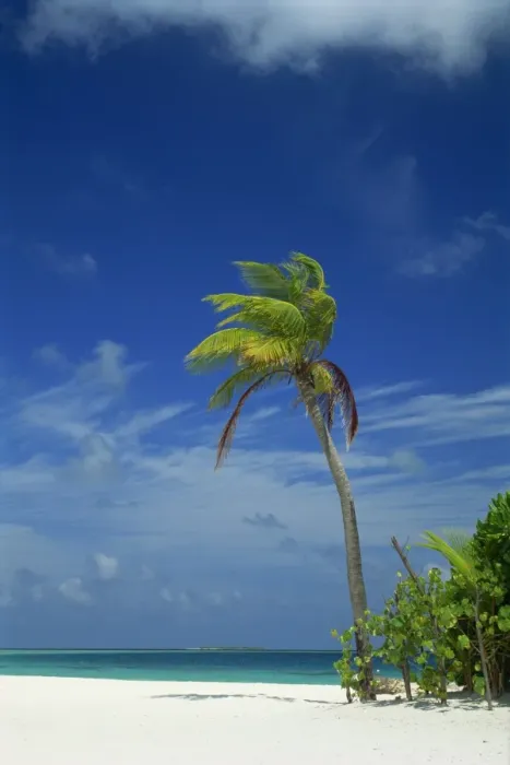 Framed Print : Palm tree on beach on the island of Nakatchafushi in Framed Print : Palm tree on beach on the island of Nakatchafushi in