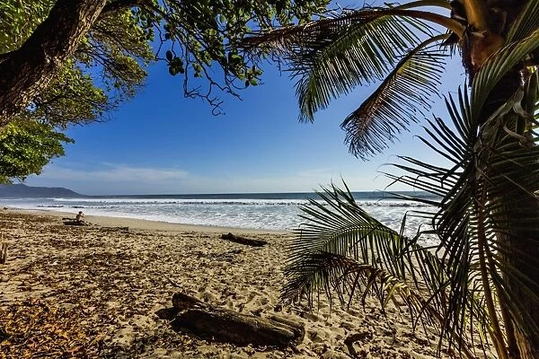 Palm tree at this beautiful surf beach at the southern tip of the Nicoya Peninsula
