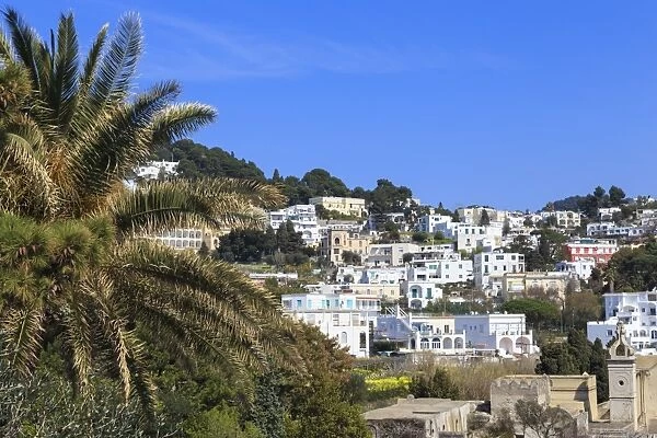 Palm tree and Certosa di San Giacomo (monastery) with skyline of Capri Town, Capri