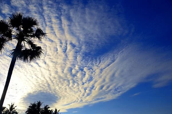Palm tree and cloudy sky, Bali, Indonesia, Southeast Asia, Asia