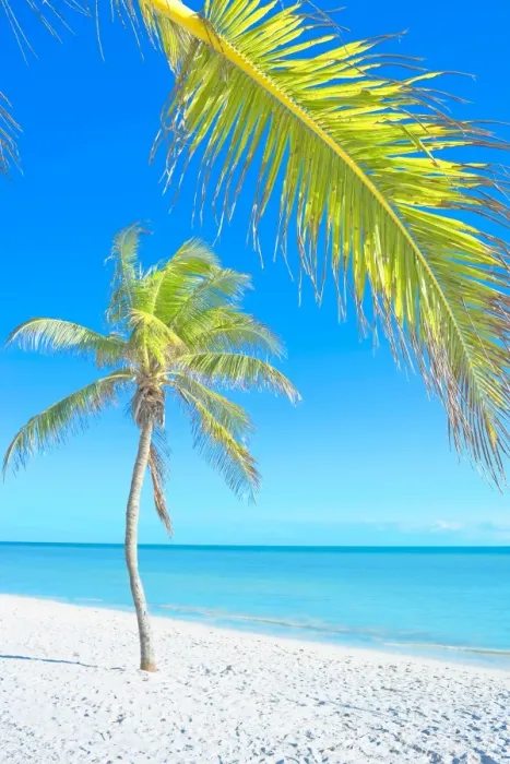 Framed Print : Palm tree on George Smathers Beach, Key West, Florida, United States of America Framed Print : Palm tree on George Smathers Beach, Key West, Florida, United States of America