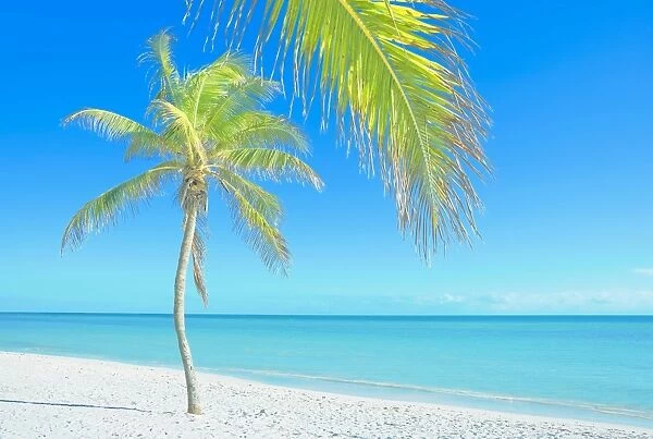 Palm tree on George Smathers Beach, Key West, Florida, United States of America
