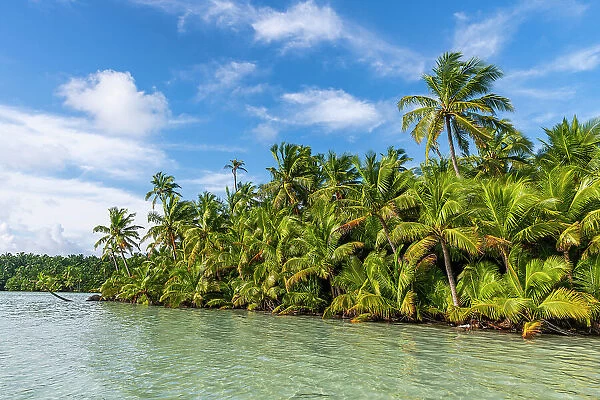 Palm tree grove right at the lagoon, Cocos (Keeling) Islands, Australian Indian Ocean Territory, Australia, Indian Ocean