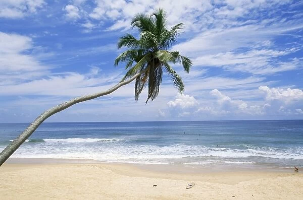 Palm tree, Hikkaduwa beach