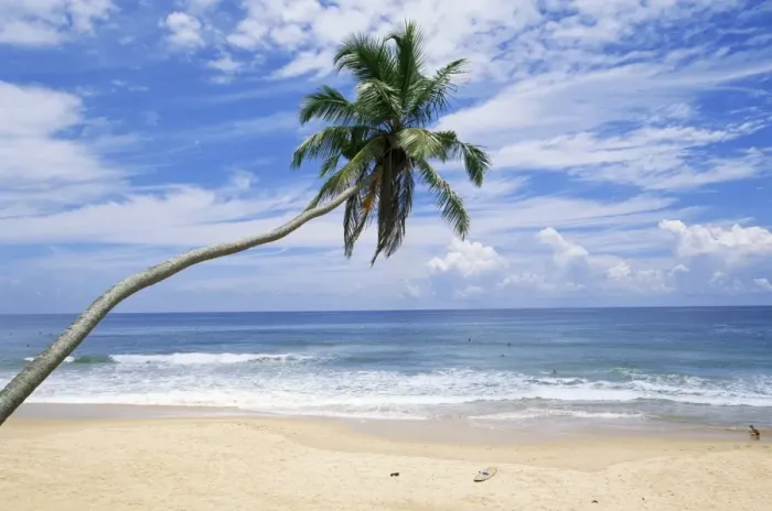 Framed Print : Palm tree, Hikkaduwa beach