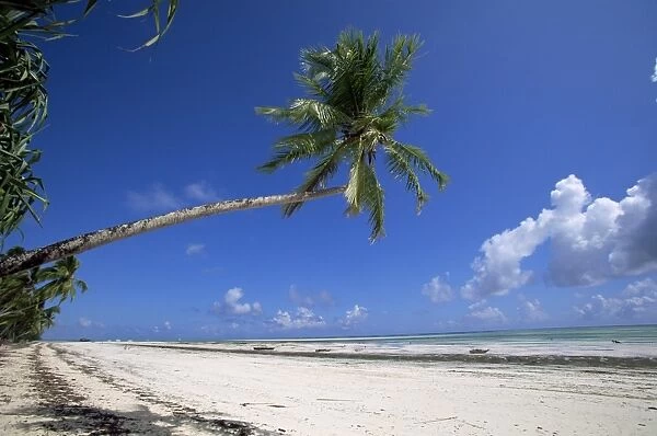Palm tree, Kiwengwa beach, Zanzibar, Tanzania, East Africa, Africa