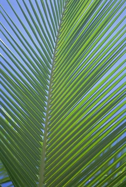 Detail of a palm tree leaf (frond)